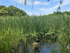 -长广溪湿地公园