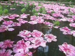 -仁和公园(顺义区)
