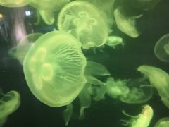 -重庆欢乐海底世界