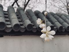 -桃花堤公园