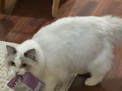 -猫大福·Fortune Cat猫舍(百子湾店)