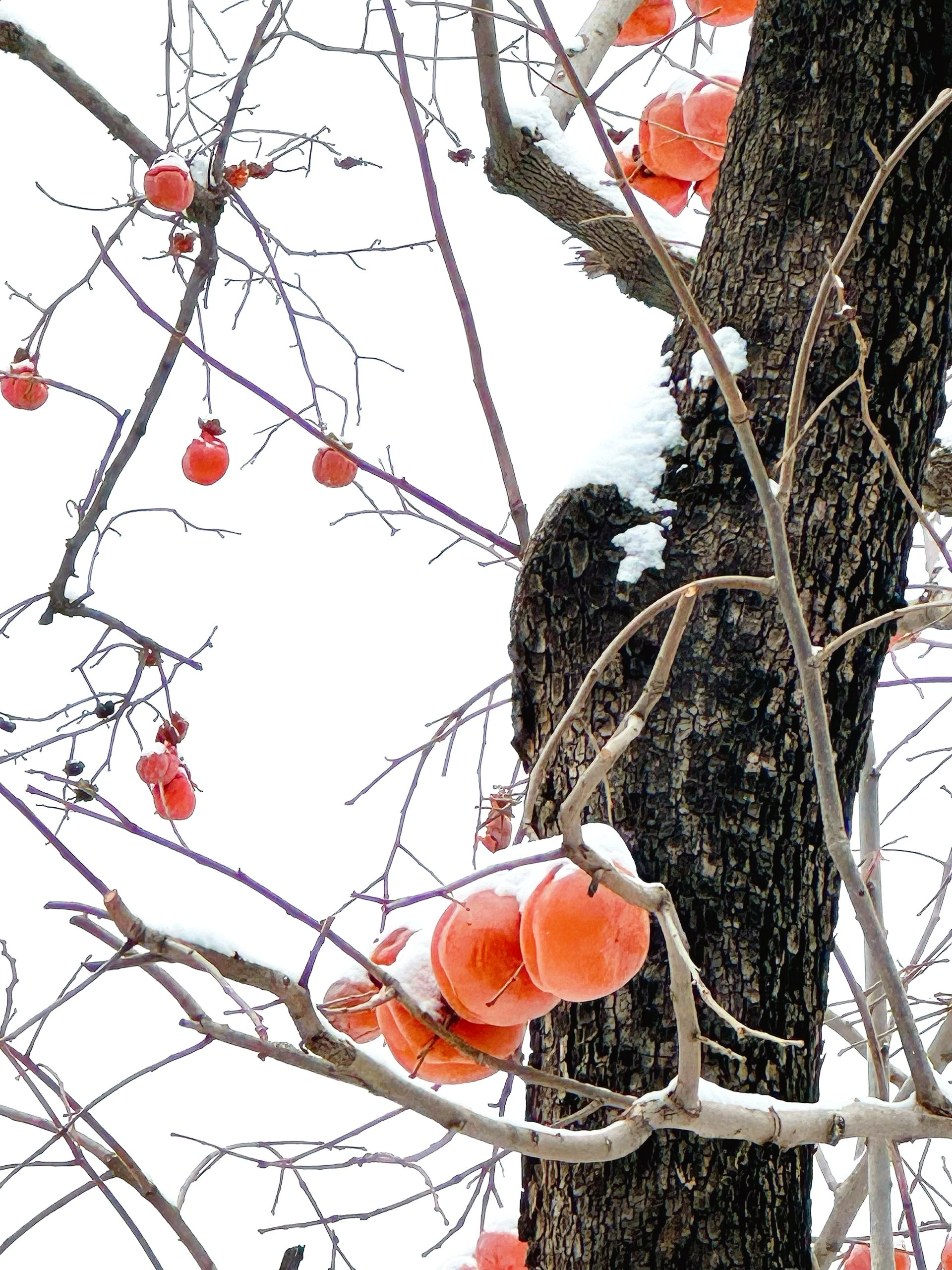 北京下雪,景山公园的柿子树挂满了雪,仿佛