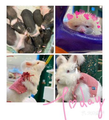 嘉兴首家雪貂主题体验馆来啦!