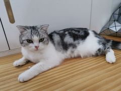 -李小姐の猫咖啡馆(五角场店)