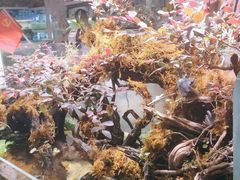 -大自然花鸟鱼虫市场