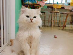 -猫在这儿猫咪咖啡馆·撸猫馆