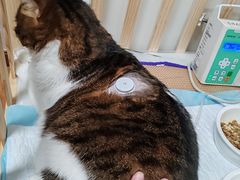 -北京观赏动物医院·24小时大型综合·猫专科·异宠专科