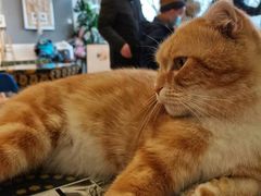 -平行世界·猫咖(首经贸店)