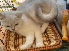-平行世界·猫咖(首经贸店)