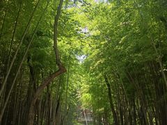 -青龙山国家森林公园