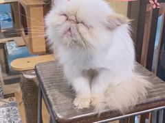 -more than meow吴止猫主题餐厅(承德 中船汇店)