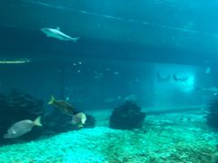 -海棠湾洲际-涛·海底餐厅·美人鱼·自助餐·海底隧道