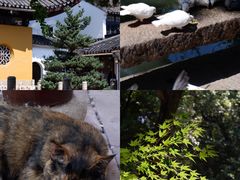 -西园戒幢律寺