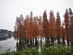 -白鹭湾湿地公园