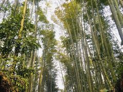 -蜀南竹海景区