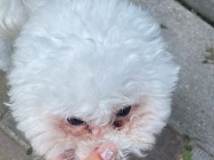 -BABIT巴比特宠物(MOMOPARK店)