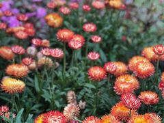 -深圳市中科院仙湖植物园