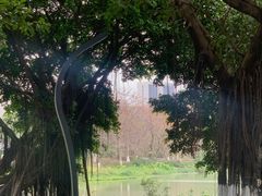 -海珠湖公园