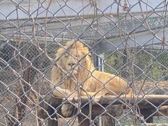-合肥野生动物园