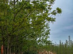 -白鹭湾湿地公园