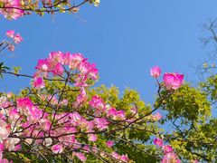 -南海迎宾馆·经典南海菜