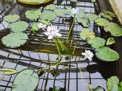 -国家植物园南园