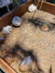 点击看大图 -酷嗒动物文化乐园(cutezoo西溪乐天城店)