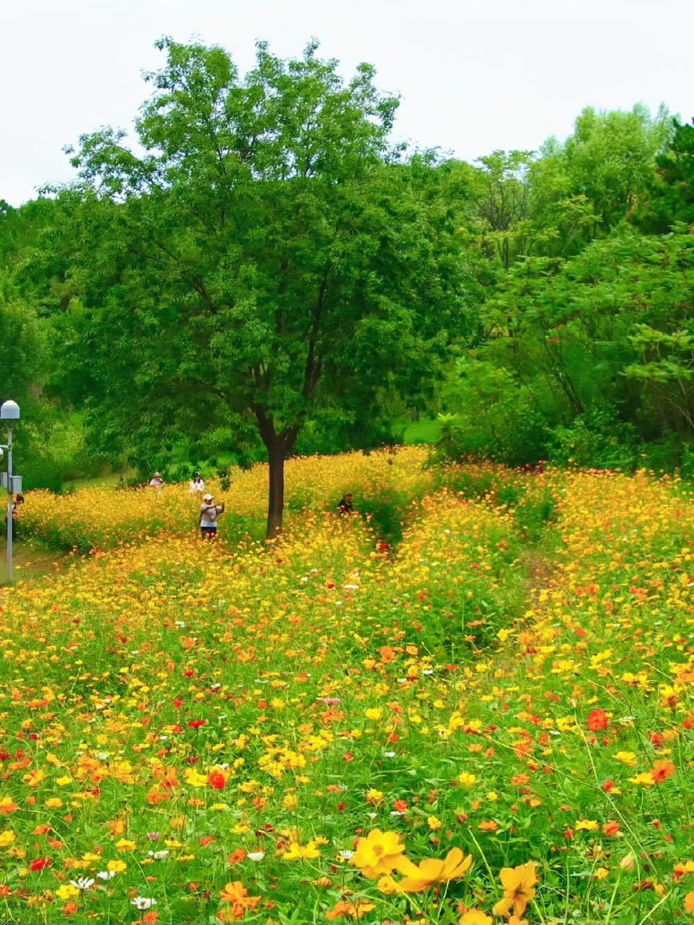 北京周边花海图片