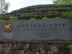 -龙井村