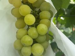 -马陆小张葡萄园农家乐