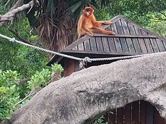 -深圳野生动物园