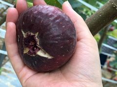 -武汉世外桃源农庄