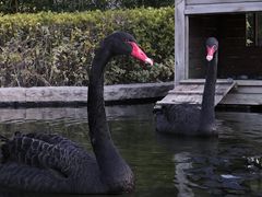 -行者书屋大堂吧 ·下午茶(南京圣和府邸酒店)