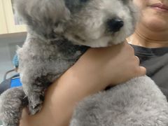 -宠福鑫康馨动物医院·骨科·眼科