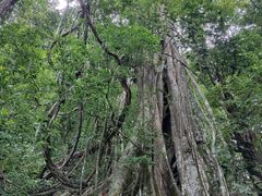 -中国科学院西双版纳热带植物园