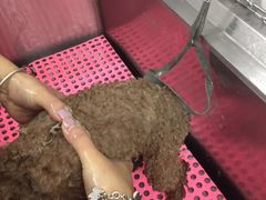 -爱宠屋pet shop·宠物洗澡·宠物美容