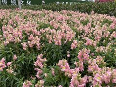 -文华公园(禅城区)