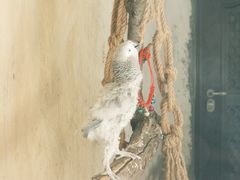 -青藏高原野生动物园