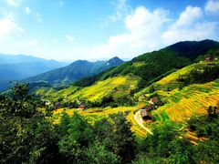 -紫鹊界梯田景区