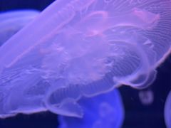 -芜湖新华联大白鲸海洋公园
