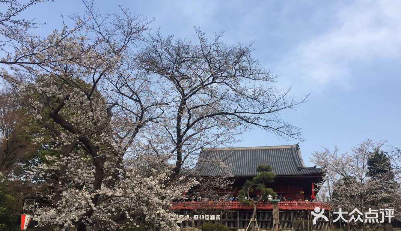 去哪里看樱花？
