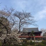 去哪里看樱花？