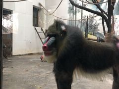 -西安秦岭野生动物园