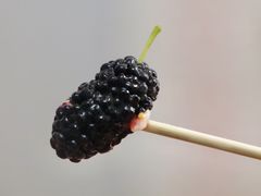 桑葚-老炳·七丛松甘草水果