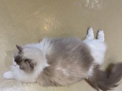 -藏猫猫咖啡主题馆(中央大道店)