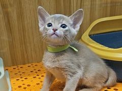 -欣宠猫屋·矮脚拿破仑·蓝金金渐层