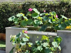 -一尺花园(安和花园店)