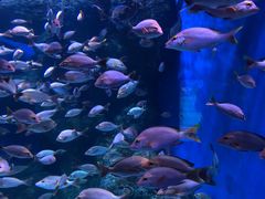 -成都浩海立方海洋公园