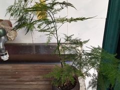 -曲阳花鸟市场(曲阳路店)