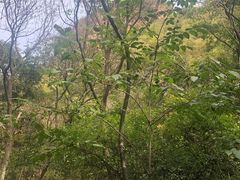 -老象峰